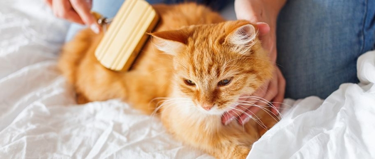 chat brosse